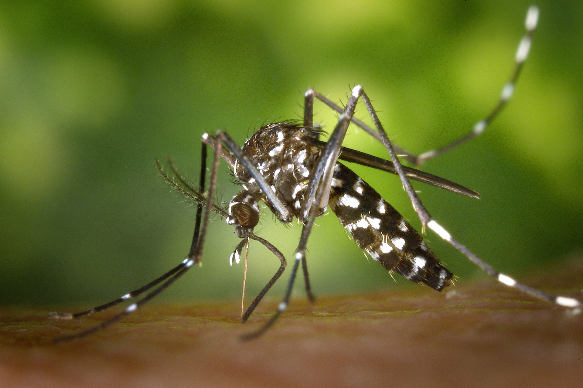 Preventive steps to keep away mosquito-borne diseases
